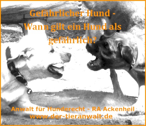 Wann gilt ein Hund gefährlich? Anwalt für Listenhunde Ackenheil