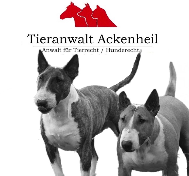 Miniature Bullterrier MiniaturBullterrier ist kein Listenhund kann